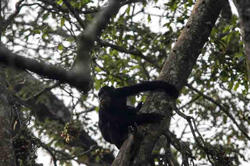 Chimpance - parque nacional de Nyungwe - Ruanda 10.jpg